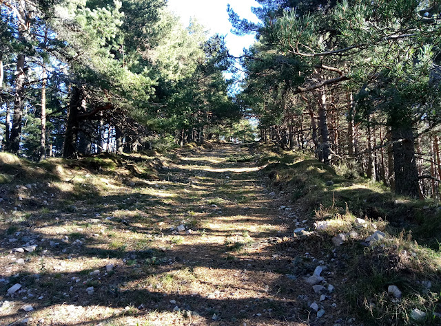 atravesando-pinar