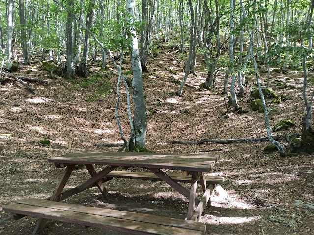 hayedo-de-orzonaga-33