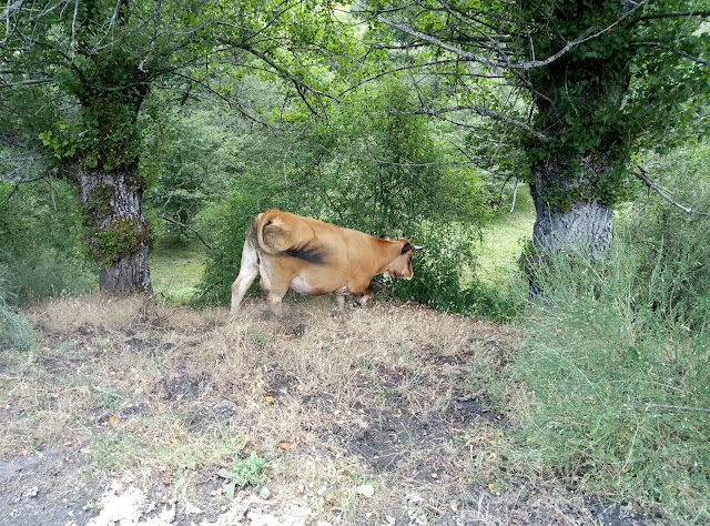pico-polvoreda-o-correcillas-desde-vegacervera-21