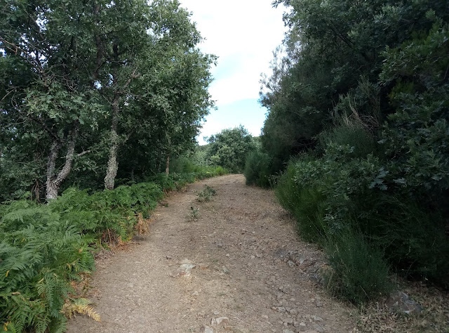 pico-polvoreda-o-correcillas-desde-vegacervera-5